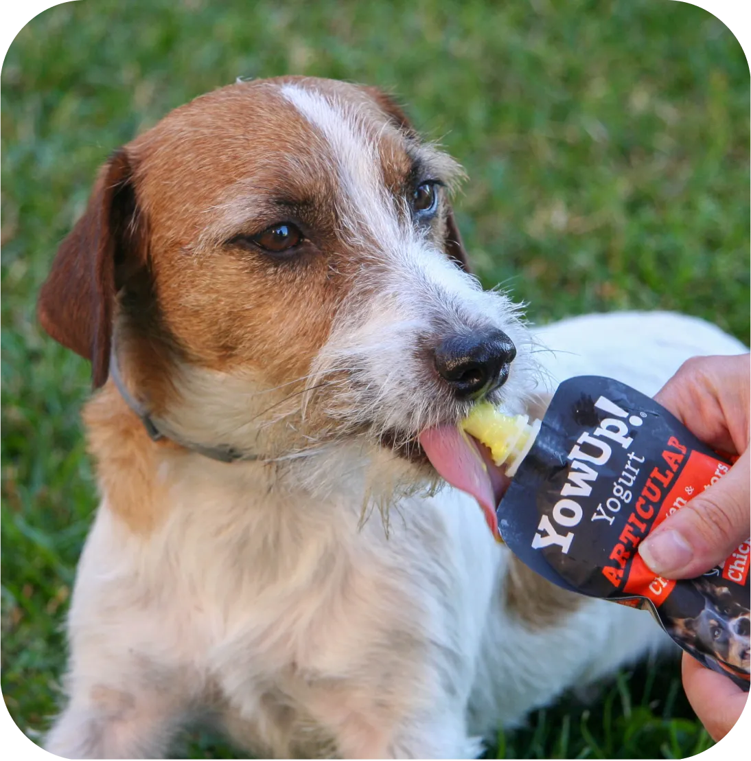 Jack Russell qui lèche le yaourt au poulet YowUp! dans l'herbe