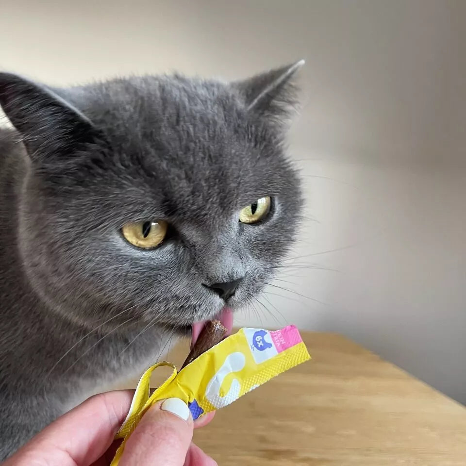 Chat gris qui lèche un stick sorti du sachet jaune