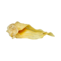 Oreille de chèvre séchée dorée, vue de profil