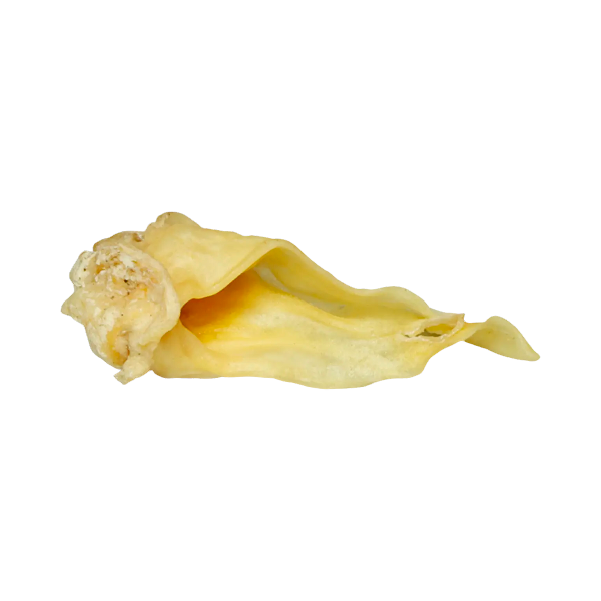 Oreille de chèvre séchée dorée, vue de profil