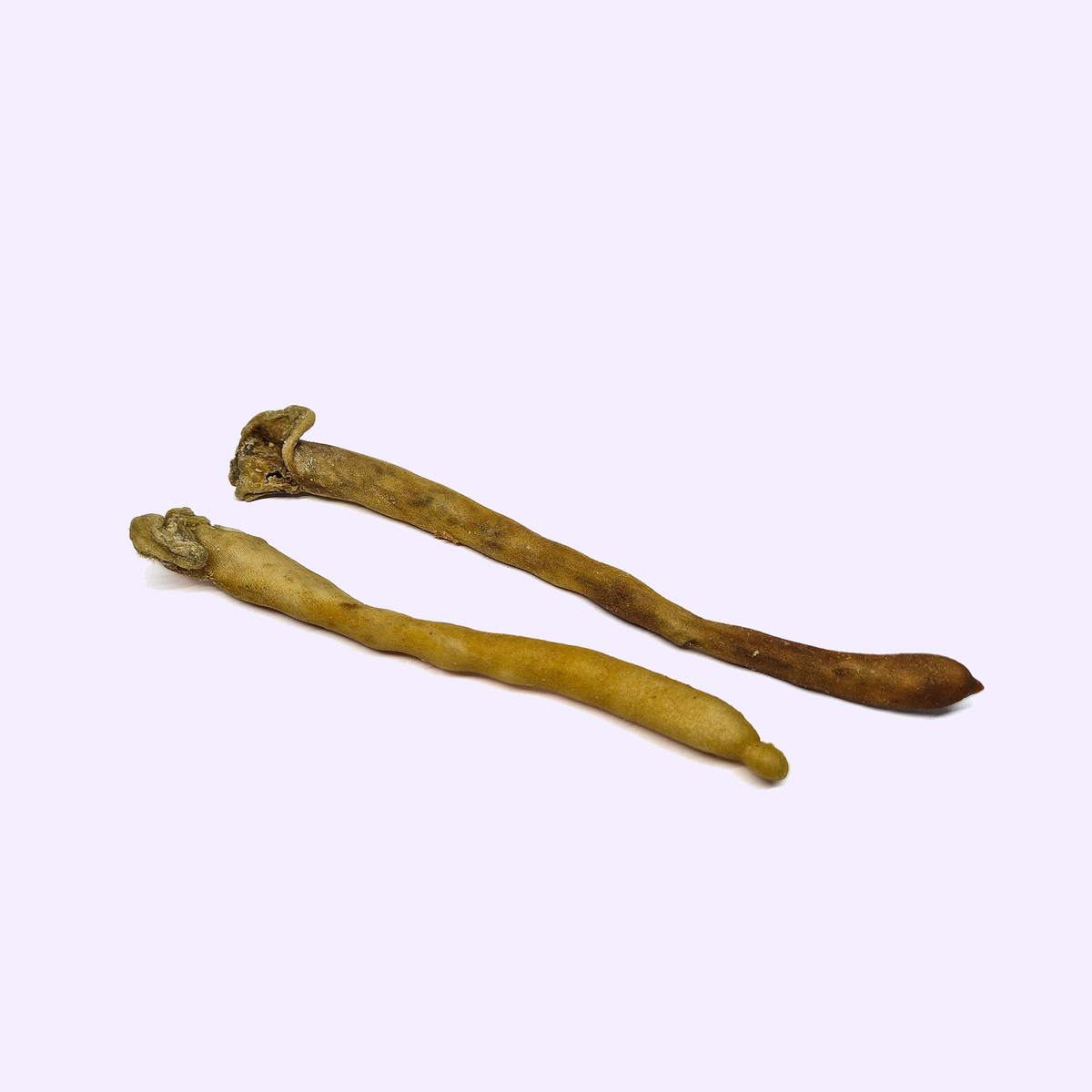 Queue d'agneau pour chien – mastication naturelle