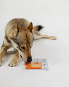 Chien-loup reniflant le plateau orange posé au sol