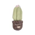Cactus vert tendre dans un pot tricoté chiné marron