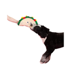Chien noir et blanc attrapant le jouet tendu par une main