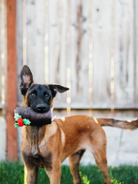 Malinois debout dans le jardin avec la bûche dans la gueule