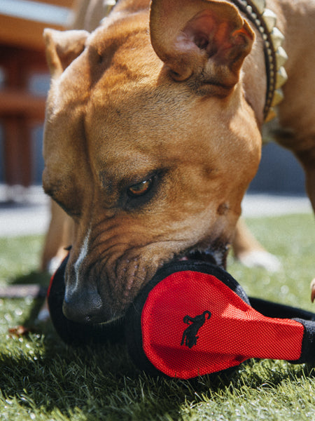 Chien fauve mordillant le casque rouge sur l'herbe
