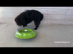 Jeu d'intelligence pour chien & chat Wobble Bowl – Nina Ottosson – niveau 1
