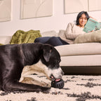 Chien noir et blanc léchant le jouet allongé sur un tapis