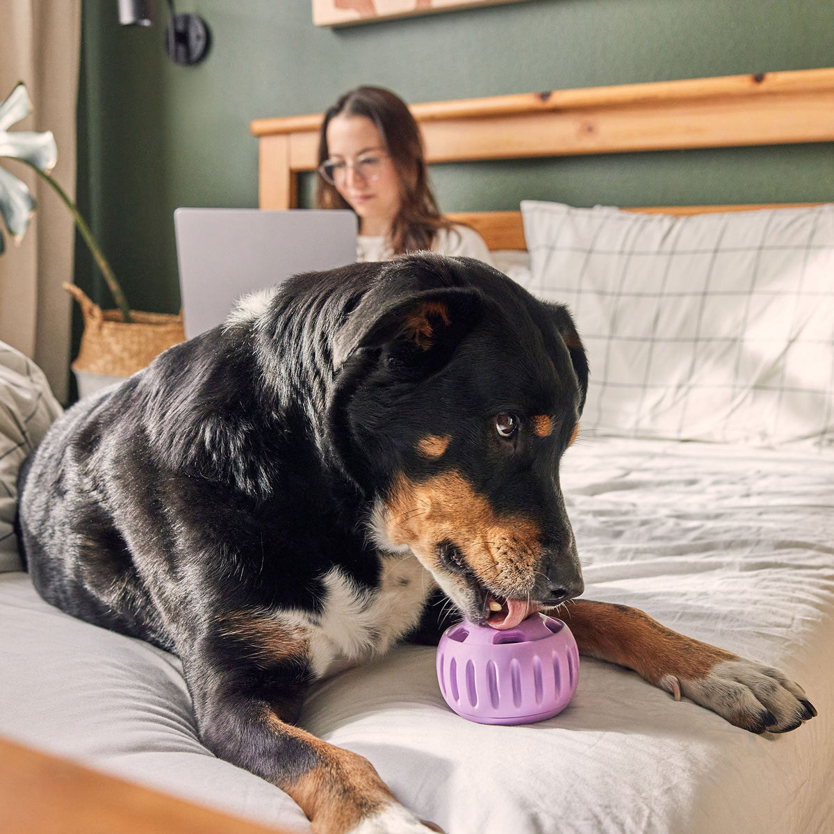 Chien tricolore léchant la boule mauve sur un lit