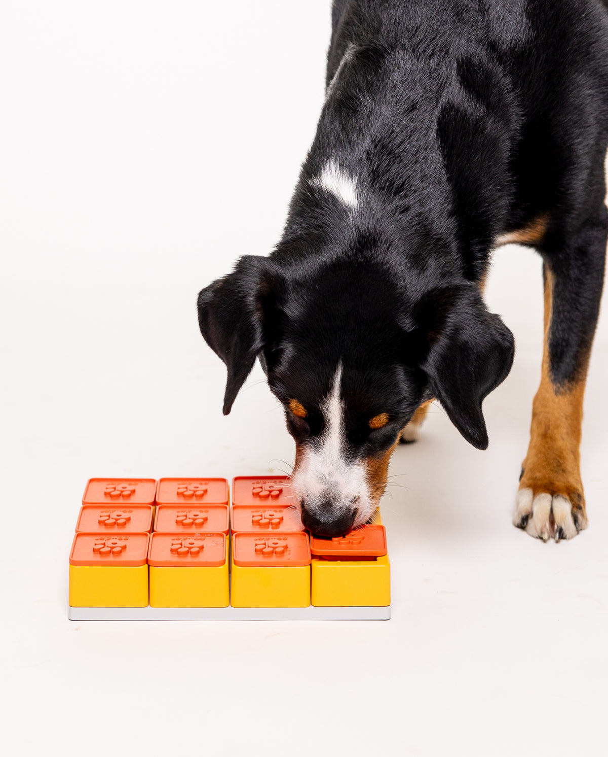 Bouvier bernois qui renifle le jeu d'intelligence Pawzler Treat Maze
