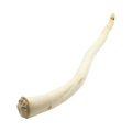 Longue queue de bœuf séchée claire et recourbée