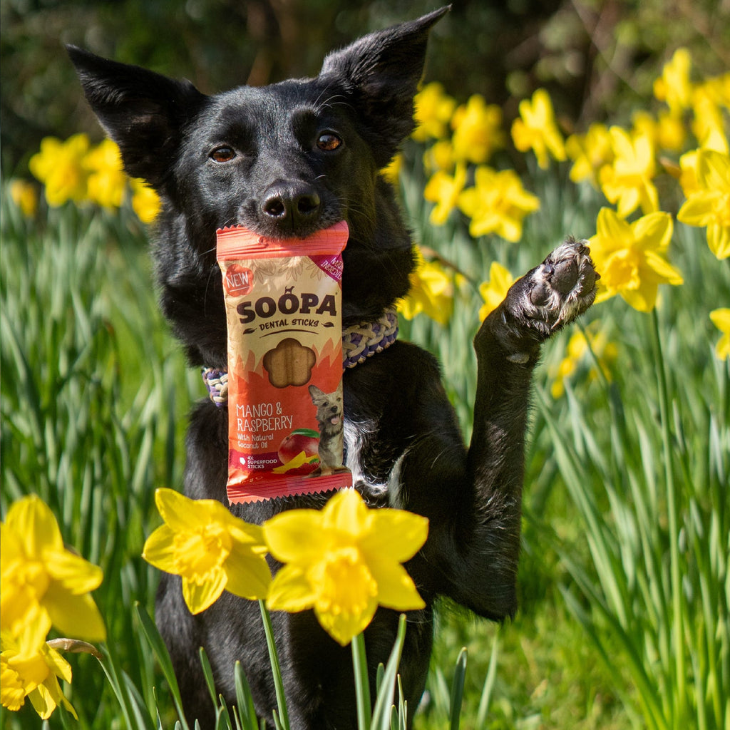 Chien noir dans les jonquilles avec le sachet de bâtonnets dentaires Soopa mangue & framboise