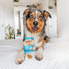 Berger australien couché sur un lit avec le sachet de friandises Soopa noix de coco & chia