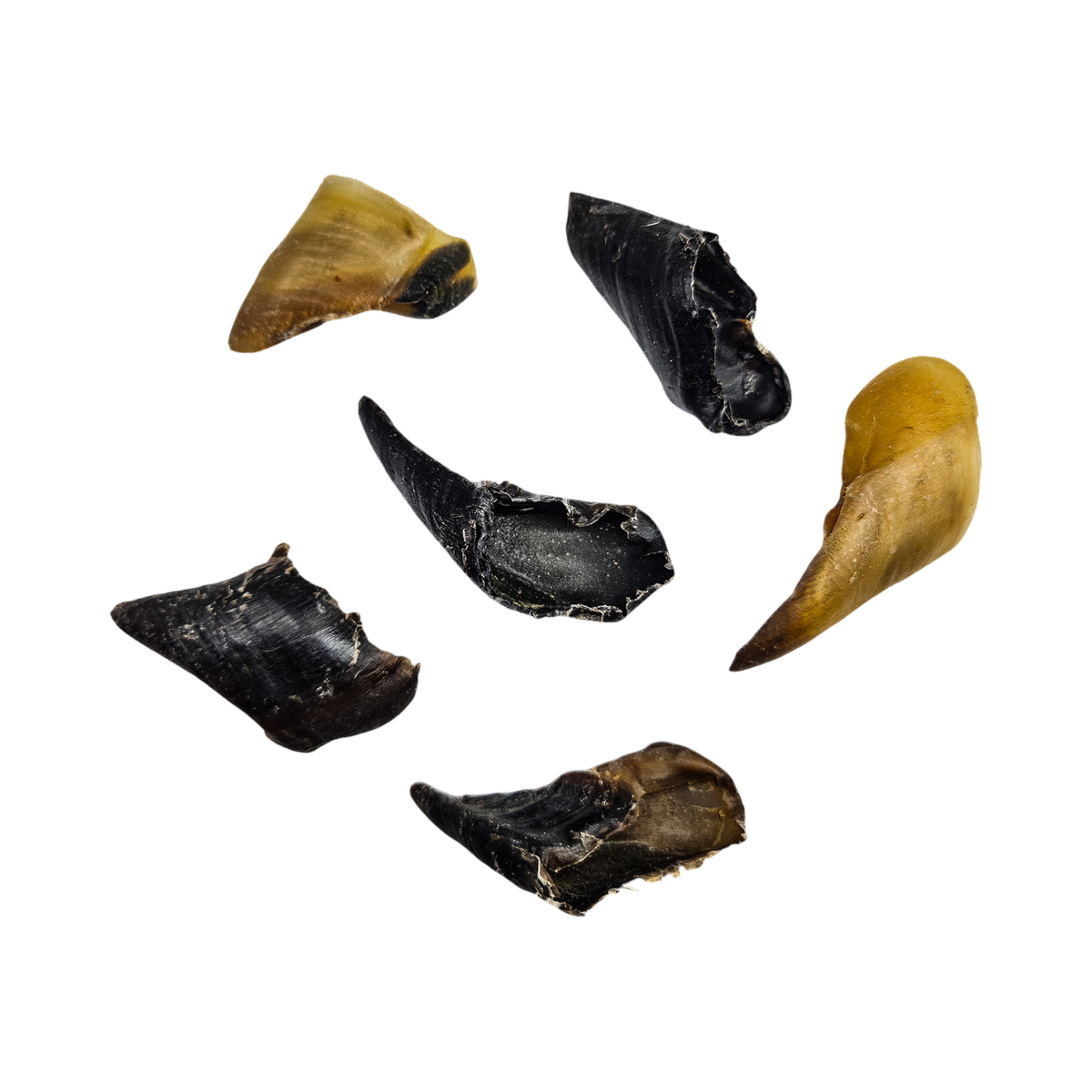 Sabots d'agneau séchés, noirs et dorés, éparpillés