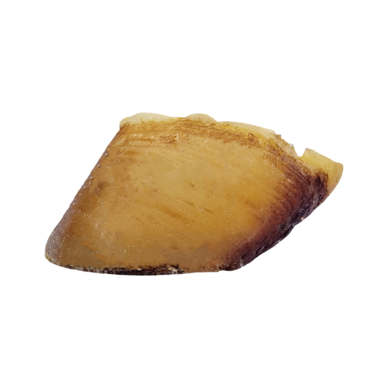 Sabot de bœuf séché clair, une pièce