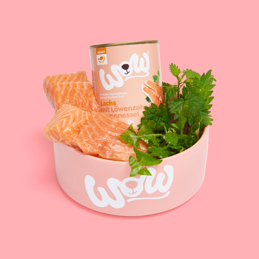 Pâtée WOW au saumon servie dans une gamelle avec du saumon cru et des herbes