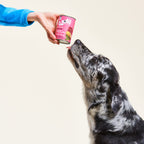 Chien qui s'approche de la boîte de pâtée WOW au gibier tenue en main