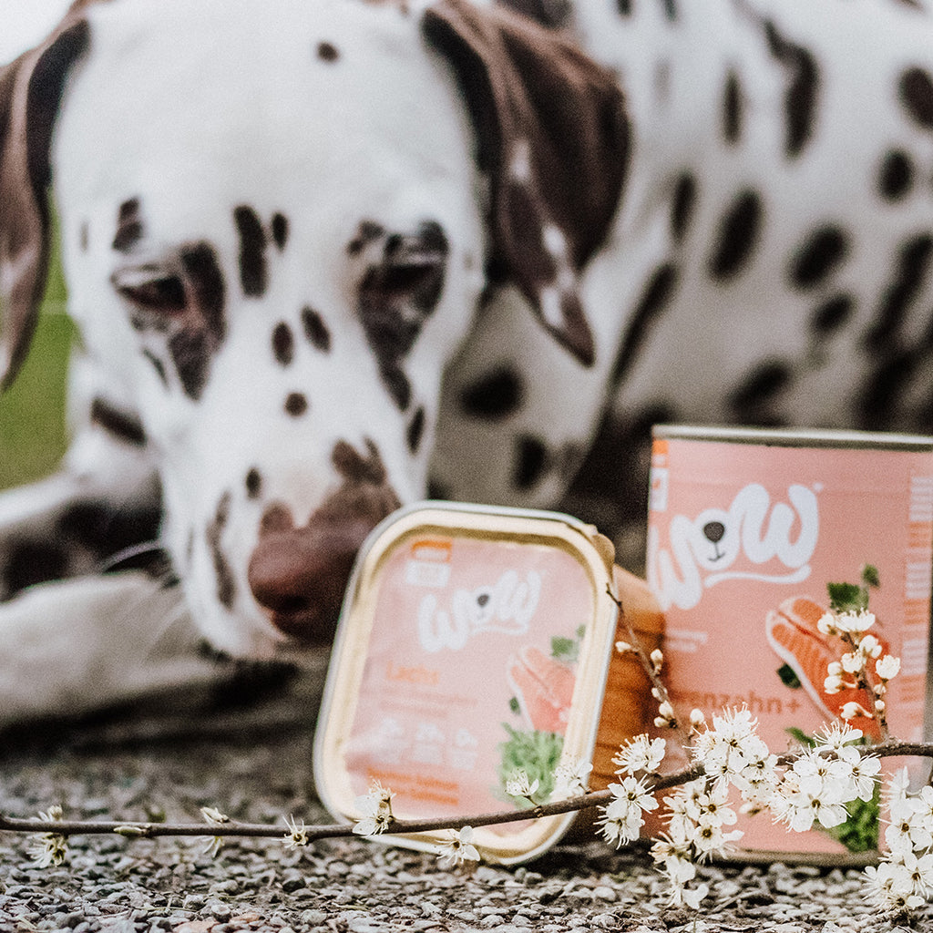 Dalmatien avec la barquette de pâtée WOW au saumon