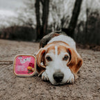Beagle couché sur un chemin avec la barquette de pâtée WOW au gibier