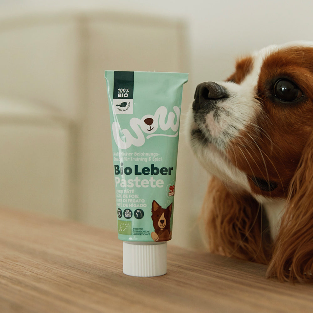Cavalier King Charles qui renifle le tube de pâté de foie bio WOW
