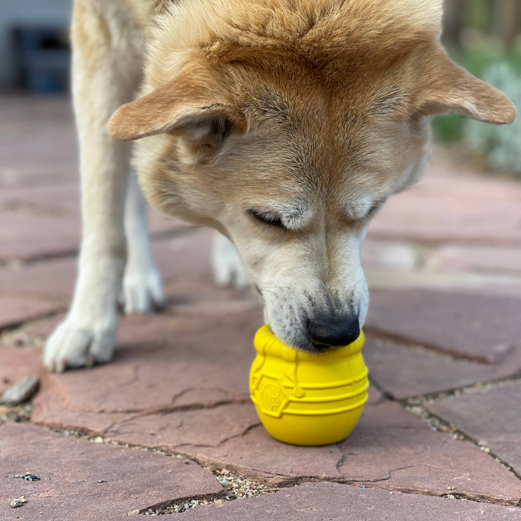 Shiba léchant le pot jaune posé au sol