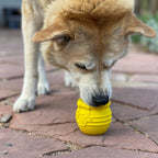 Shiba léchant le pot jaune posé au sol