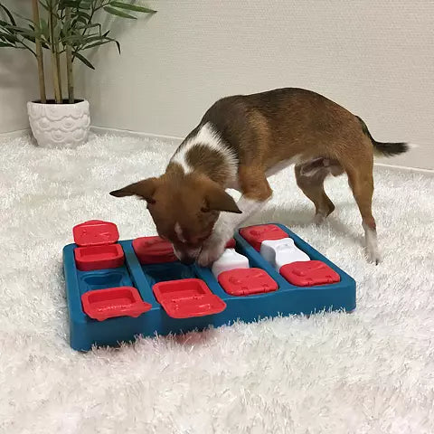 Petit chien cherchant les friandises cachées sous les clapets