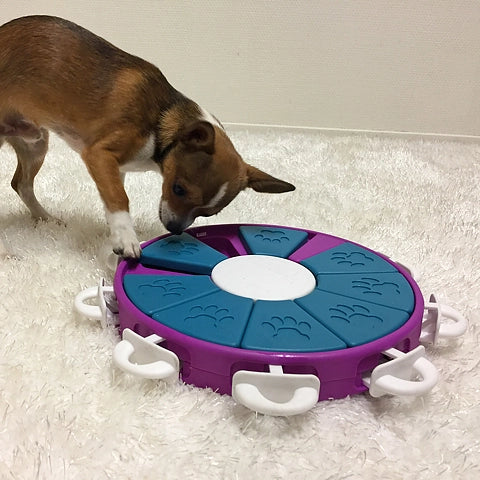 Petit chien truffe sur le plateau violet posé sur un tapis
