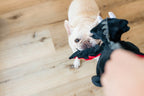 Bouledogue français qui tire sur le dragon tenu à la main