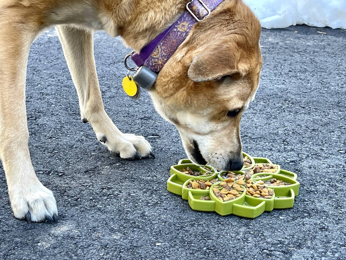 Chien beige mangeant dans la fleur verte garnie