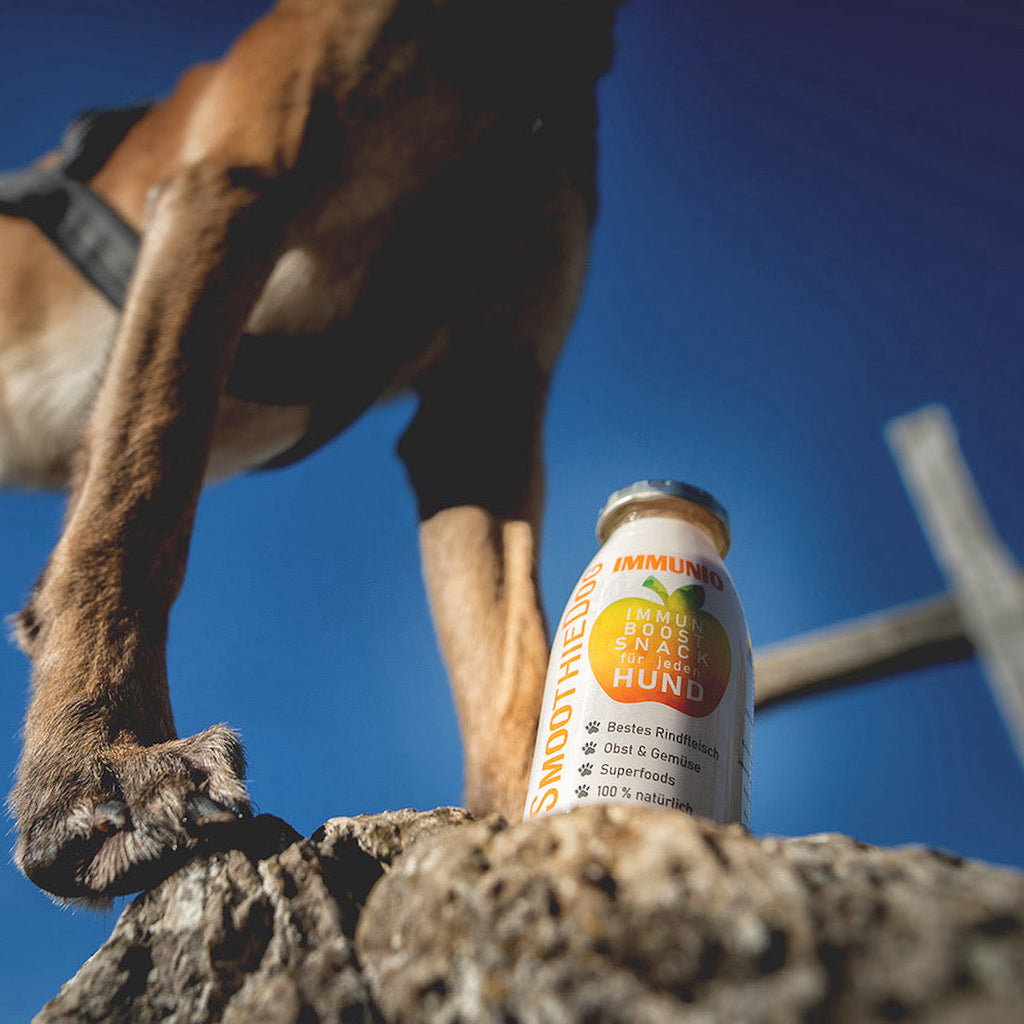 Chien au sommet d'un rocher près d'une bouteille Immunboost
