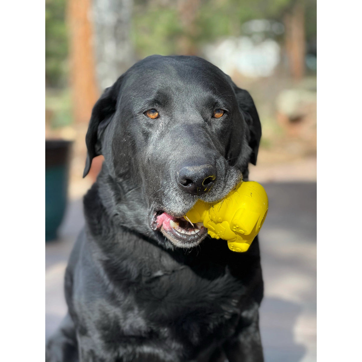 Labrador noir mâchouillant l'ourson jaune en extérieur